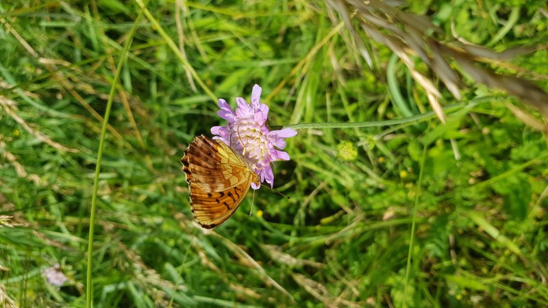 PAPILLON. NACRE DE LA RONCE sur SCABIEUSE, Prairie  rue P Avezard FAY. v2. BRUNO GODET